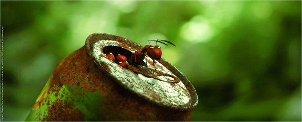Foto de Minúsculos. El Valle de las hormigas perdidas