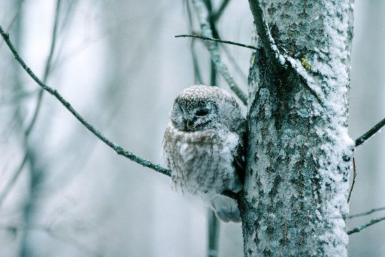 Foto de Metsän tarina