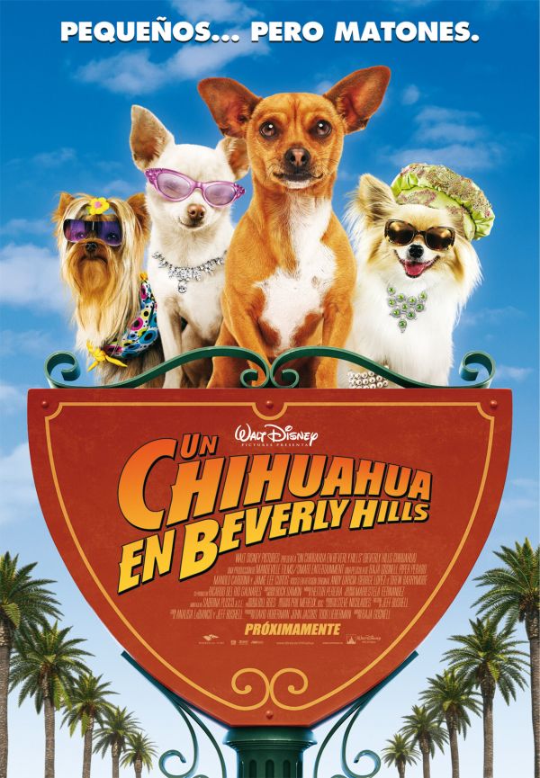 Foto de Un Chihuahua en Beverly Hills