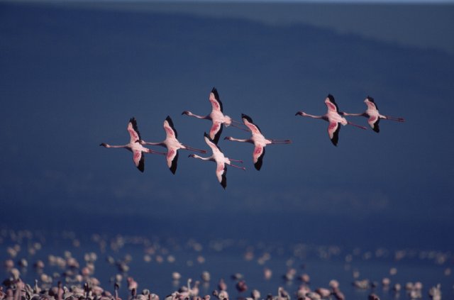 Foto de The Crimson Wing: Mystery of the Flamingos