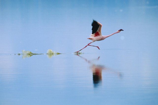 Foto de The Crimson Wing: Mystery of the Flamingos