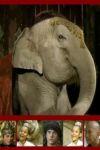Ficha de Elefante Blanco