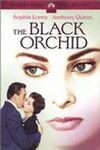 Ficha de Orquídea negra